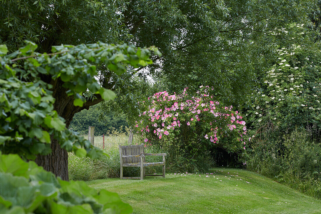 Bench in a Rose garden near Rehna, Mecklenburg Western Pomerania, Germany