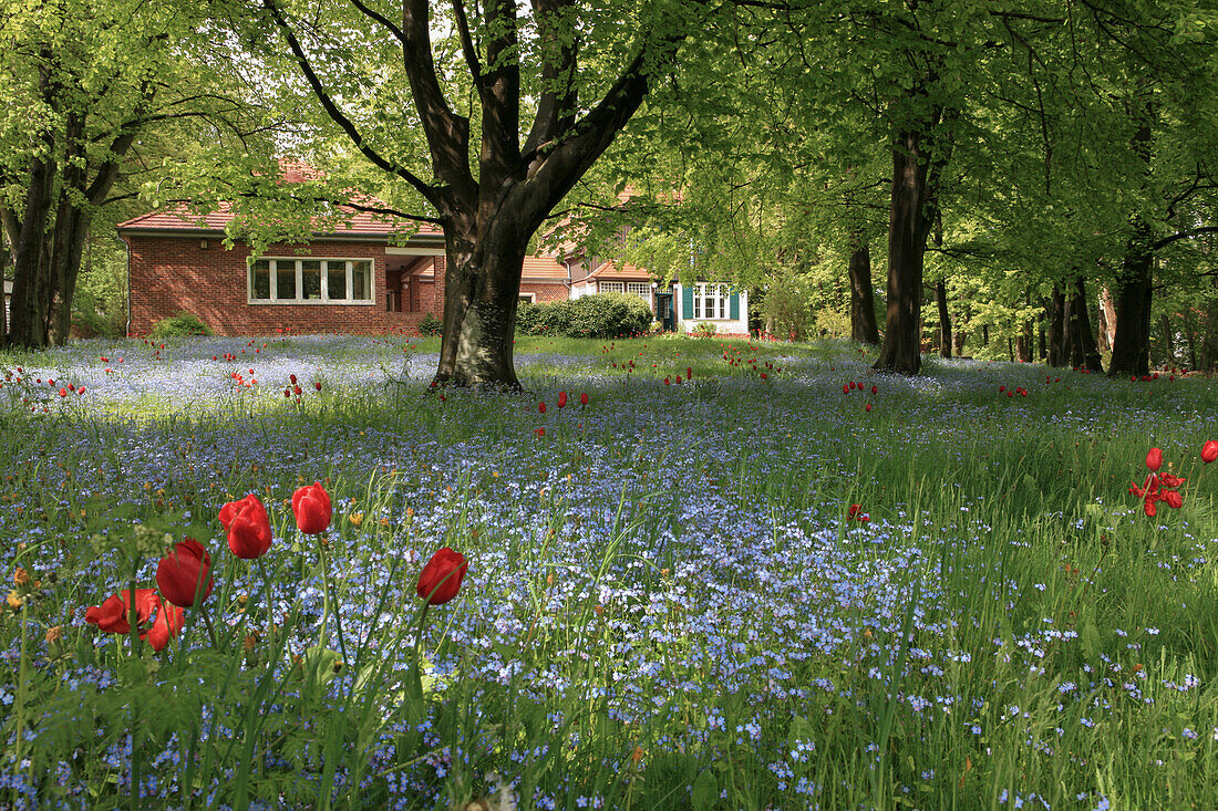 Flowers in a field in front of Gerhard Hauptmann house, Kloster, Hiddensee Island, Mecklenburg Western Pomerania, Germany