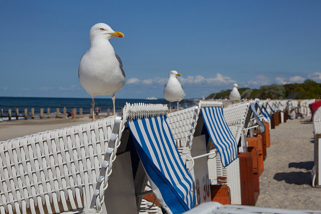 Seagulls on the beach in Kuehlungsborn, Baltic Sea Coast, Mecklenburg Western Pomerania, Germany