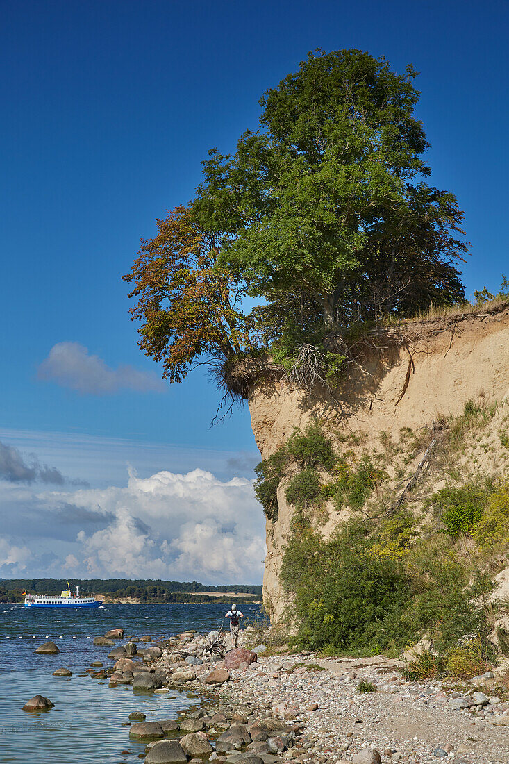 Steilküste am Reddevitzer Höft, Mönchgut, Insel Rügen, Mecklenburg Vorpommern, Deutschland