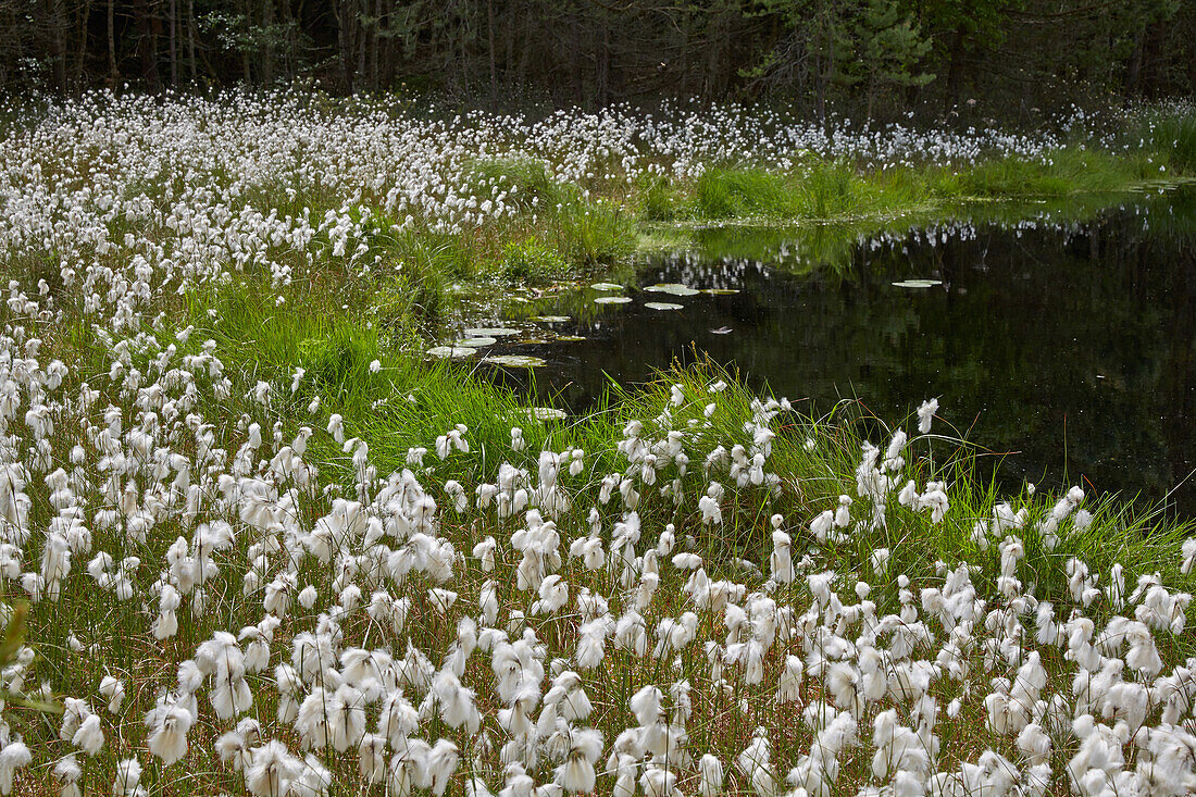 Cotton grass at lake Muemmelkensee, Usedom Nature Reserve, Mecklenburg Western Pomerania, Germany