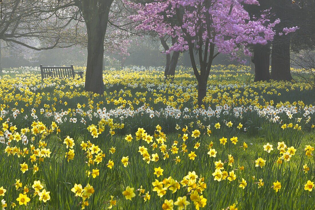 Daffodils and blossom in spring, Hampton, Greater London, England, United Kingdom, Europe