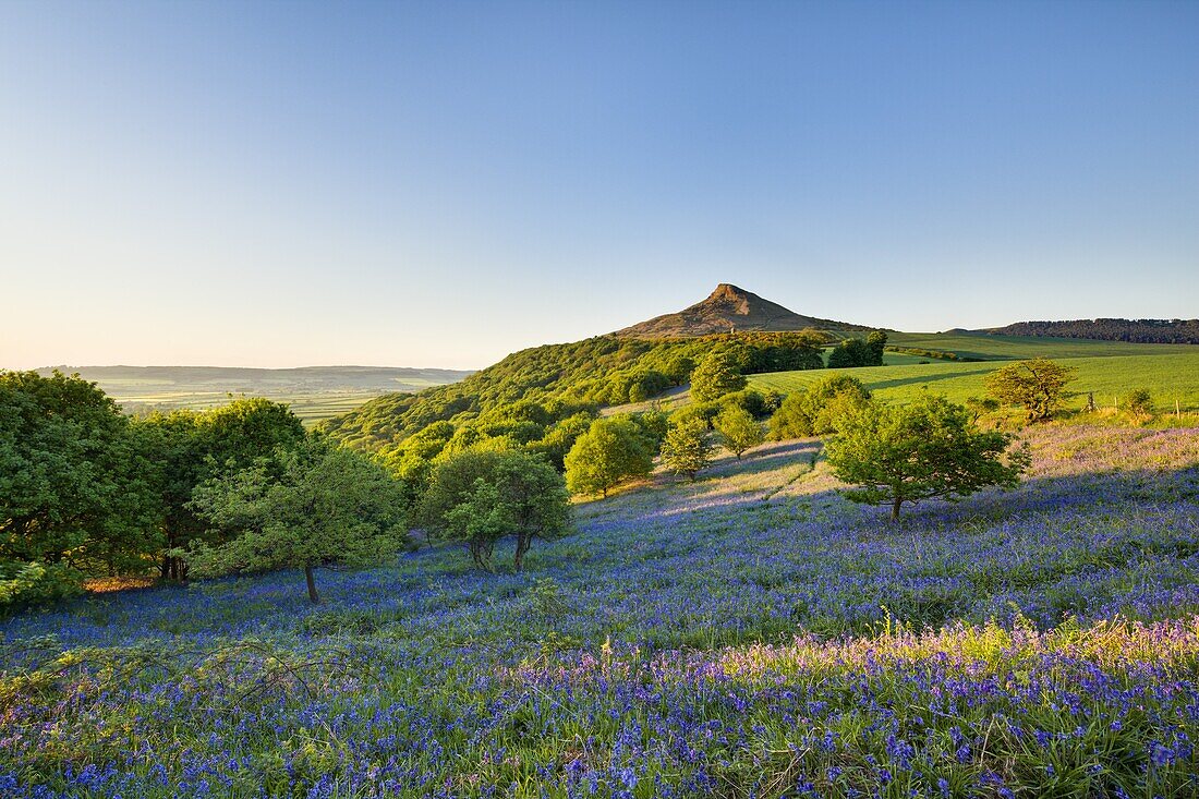 Evening light over the bluebells at Newton Wood, Roseberry Topping, Great Ayton, North Yorkshire, Yorkshire, England, United Kingdom, Europe