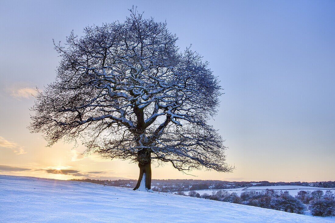 Snow covered tree at sunset, near Hetchell Wood, Thorner, West Yorkshire, Yorkshire, England, United Kingdom, Europe