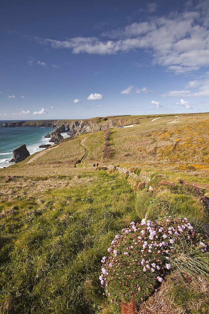 Looking down to the Bedruthan Steps on the north Cornwall coastline, Cornwall, England, United Kingdom, Europe