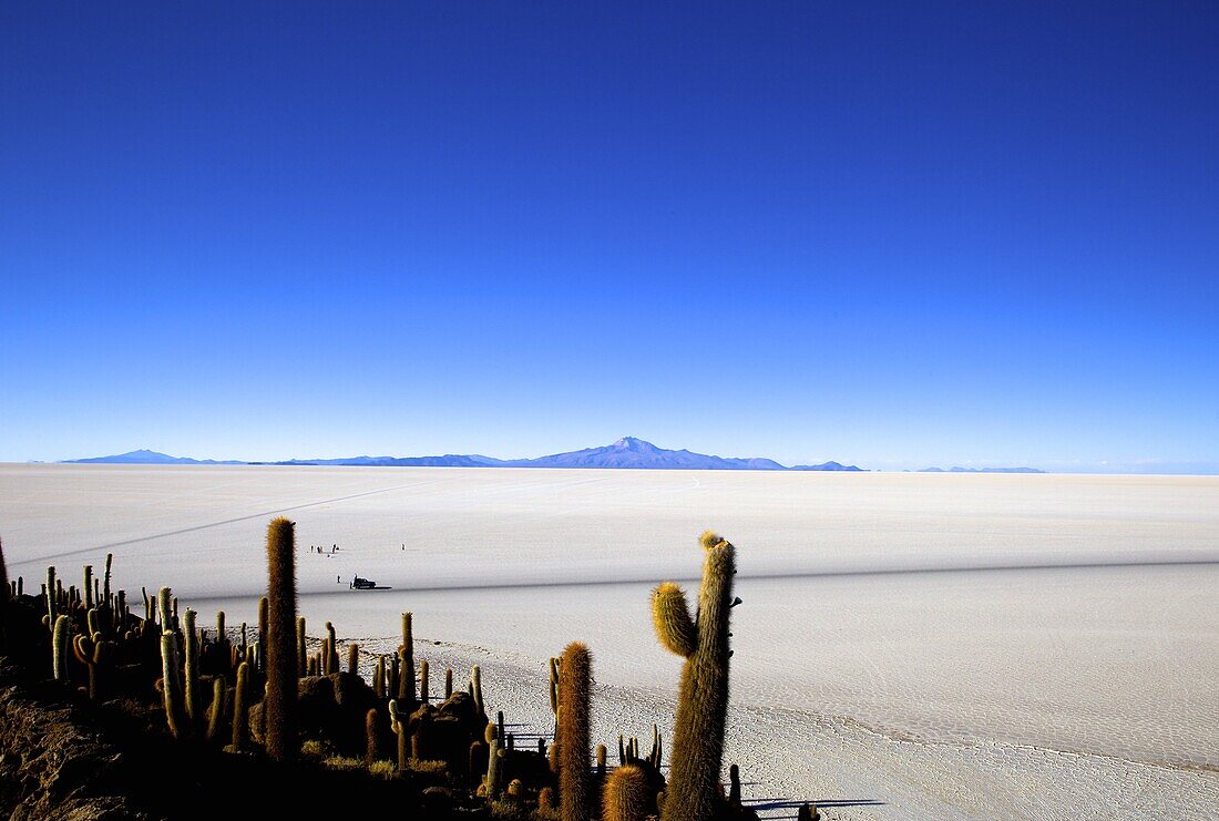Cacti on Isla de los Pescadores, Volcan Tunupa and the salt flats, Salar de Uyuni, Southwest Highlands, Bolivia, South America