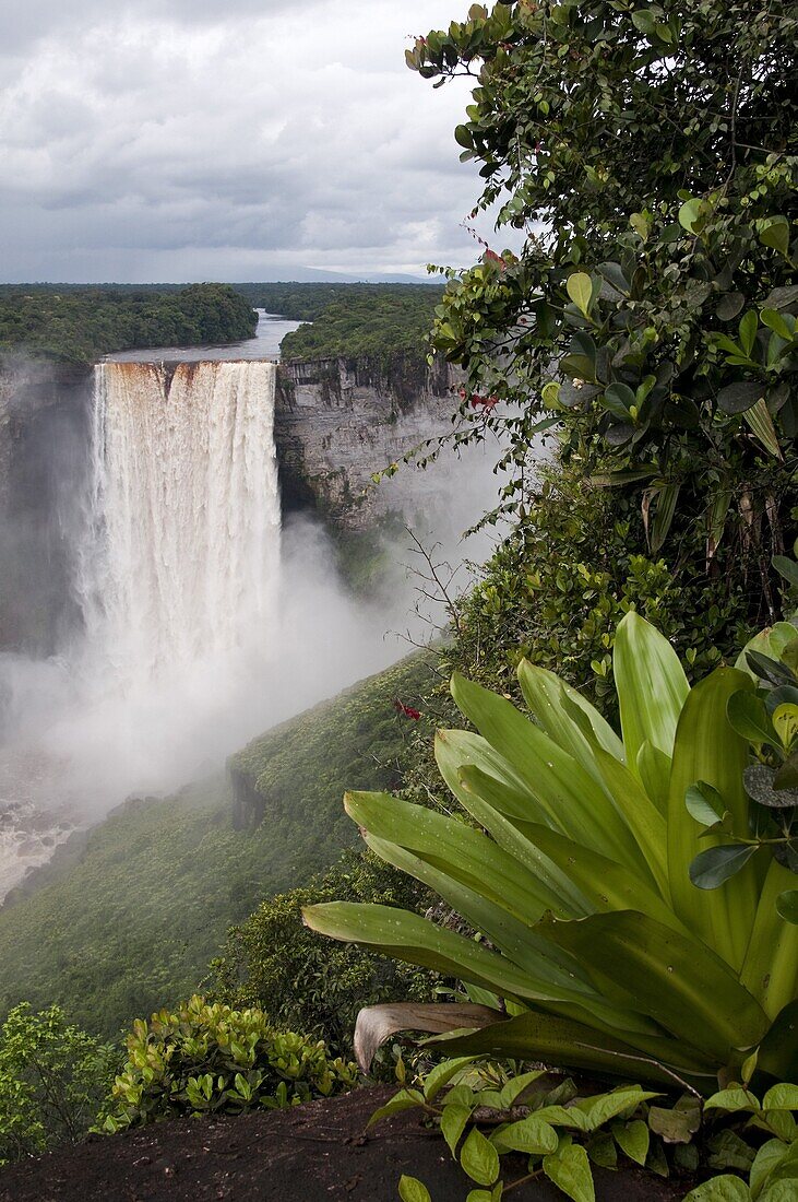 Giant Tank Bromeliad (Brocchinia micrantha) with Kaieteur Falls in the background, Kaieteur National Park, Guyana, South America