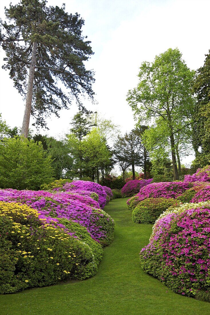 Azaleas in spring bloom, gardens of Villa Carlotta, Tremezzo, Lake Como, Lombardy, Italian Lakes, Italy, Europe