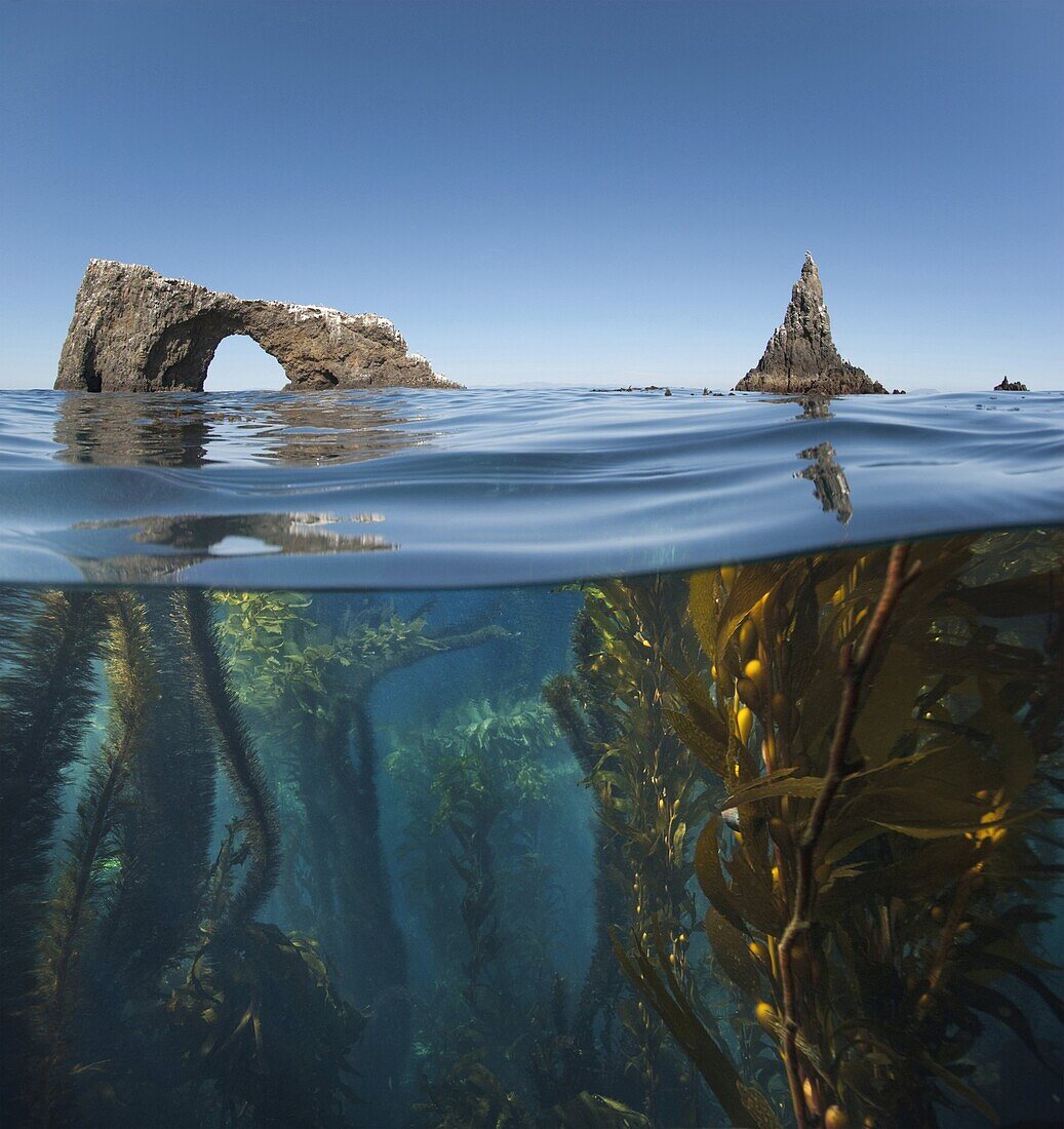 Underwater photo of Anacapa arch and kelp, Channel Islands National Park, California, United States of America, North America