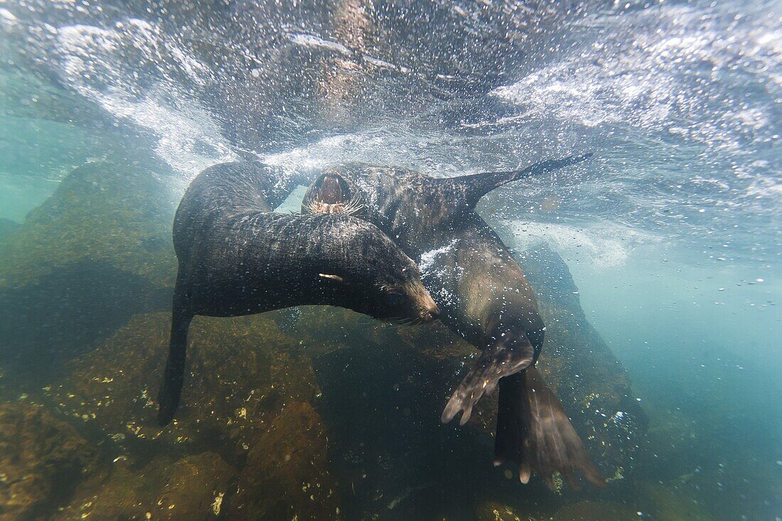 Galapagos fur seal (Arctocephalus galapagoensis) bulls mock-fighting underwater, Genovesa Island, Galapagos Islands, Ecuador, South America