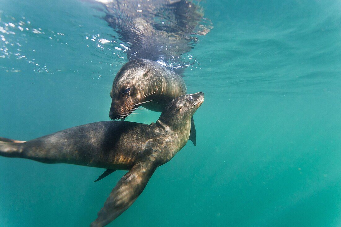 Galapagos sea lions (Zalophus wollebaeki) underwater, Tagus Cove, Isabela Island, Galapagos Islands, Ecuador, South America