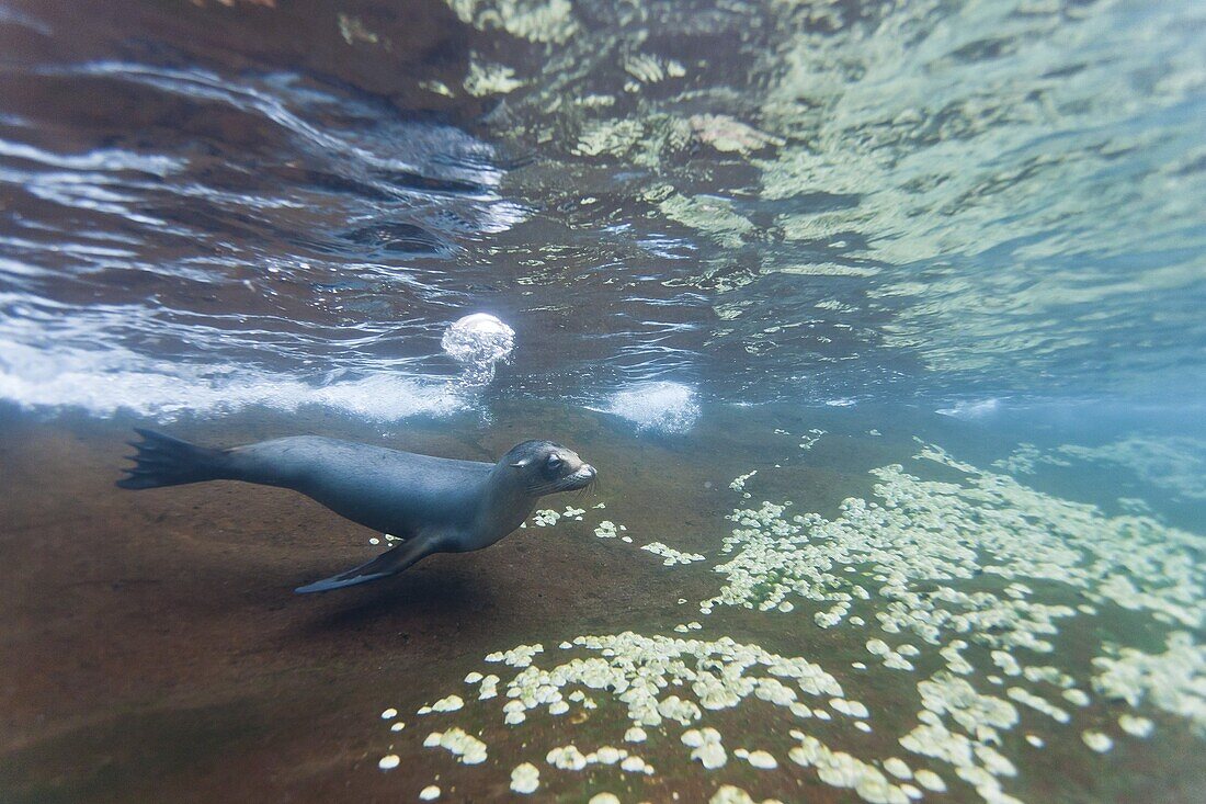 Galapagos sea lion (Zalophus wollebaeki) underwater, Guy Fawkes Islands, Galapagos Islands, Ecuador, South America