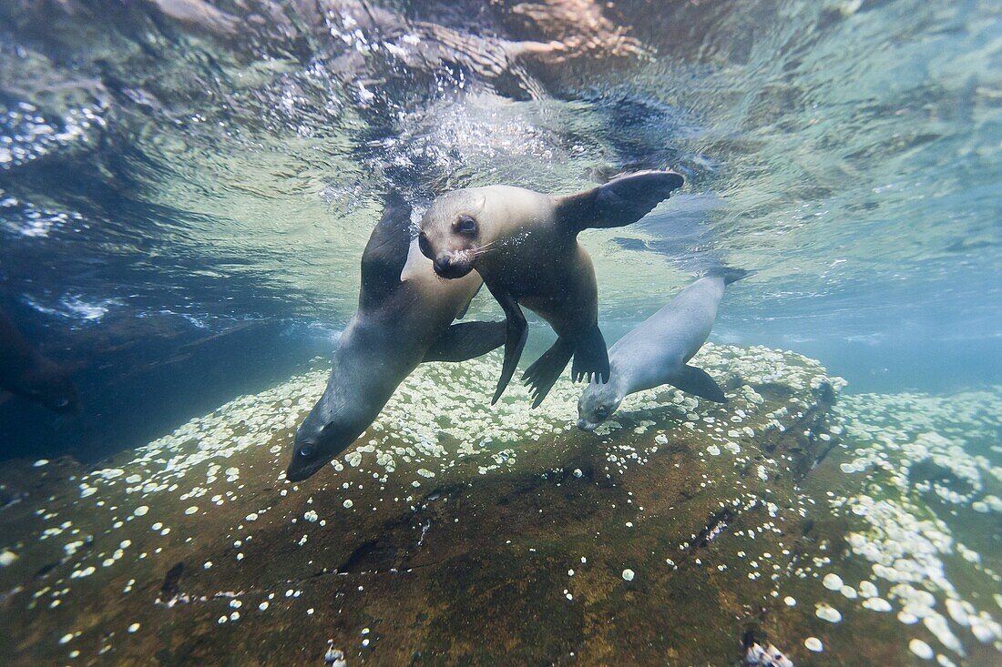 Galapagos sea lions (Zalophus wollebaeki) underwater, Guy Fawkes Islands, Galapagos Islands, Ecuador, South America