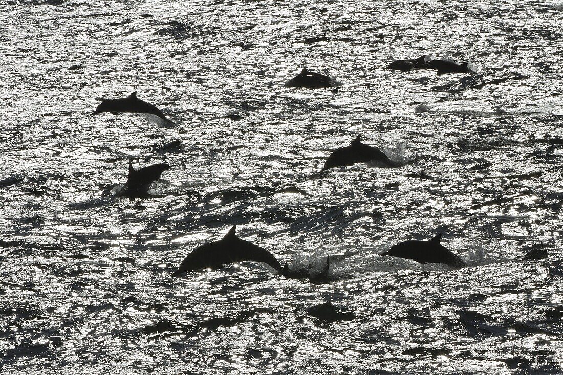 Long-beaked common dolphins (Delphinus capensis), Isla San Esteban, Gulf of California (Sea of Cortez), Baja California, Mexico, North America