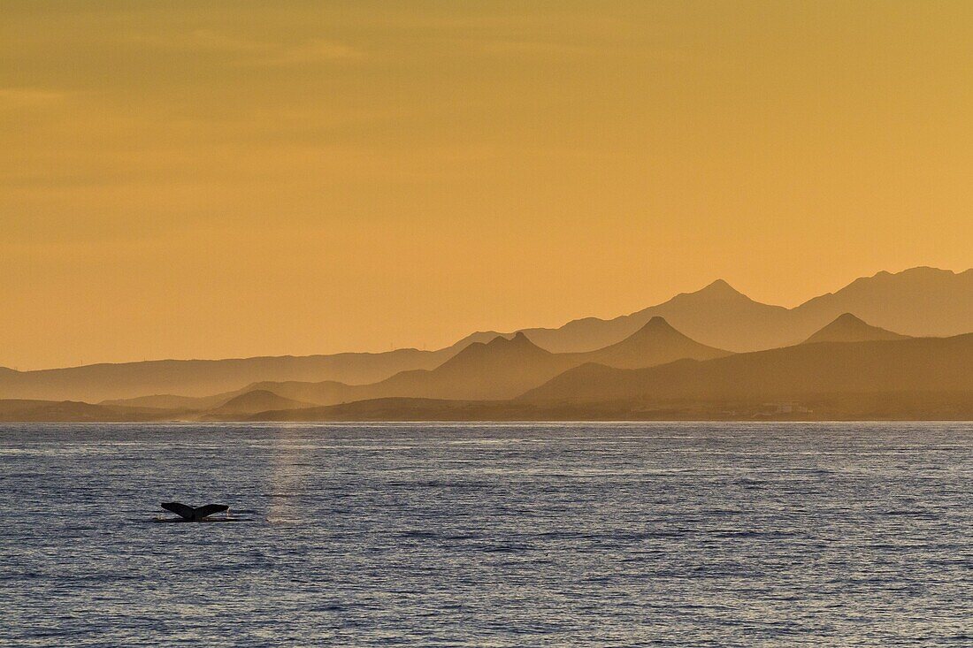 Humpback whale (Megaptera novaeangliae) flukes, Gulf of California (Sea of Cortez), Baja California Sur, Mexico, North America