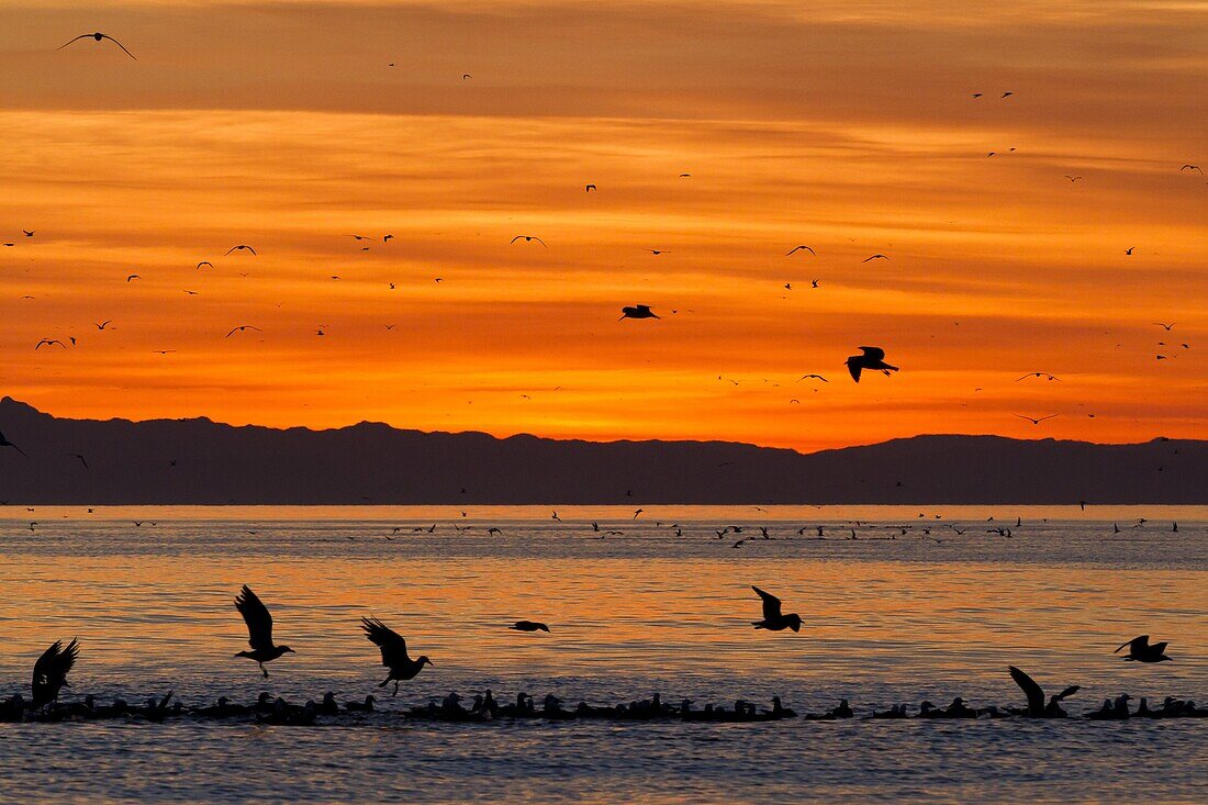 Sunrise, Isla Rasa, Gulf of California (Sea of Cortez), Baja California, Mexico, North America