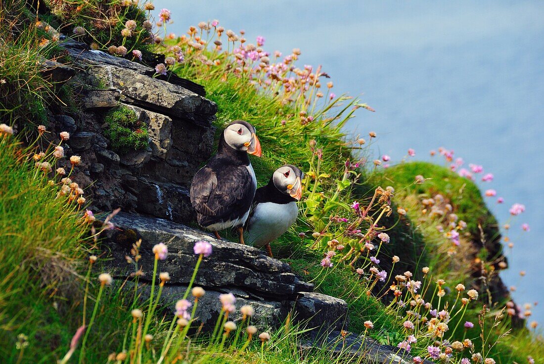 Two puffins, Westray, Orkney Islands, Scotland, United Kingdom, Europe