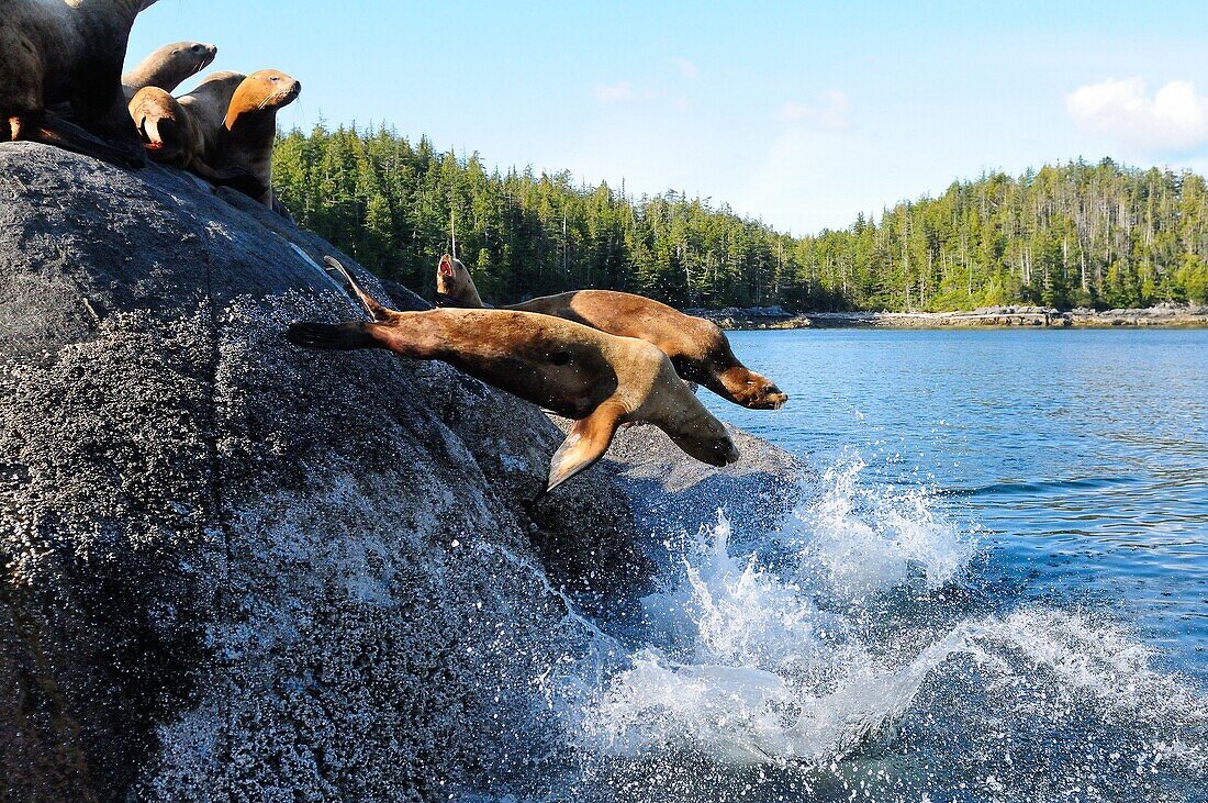 Stellar sea lions, Canada, North America