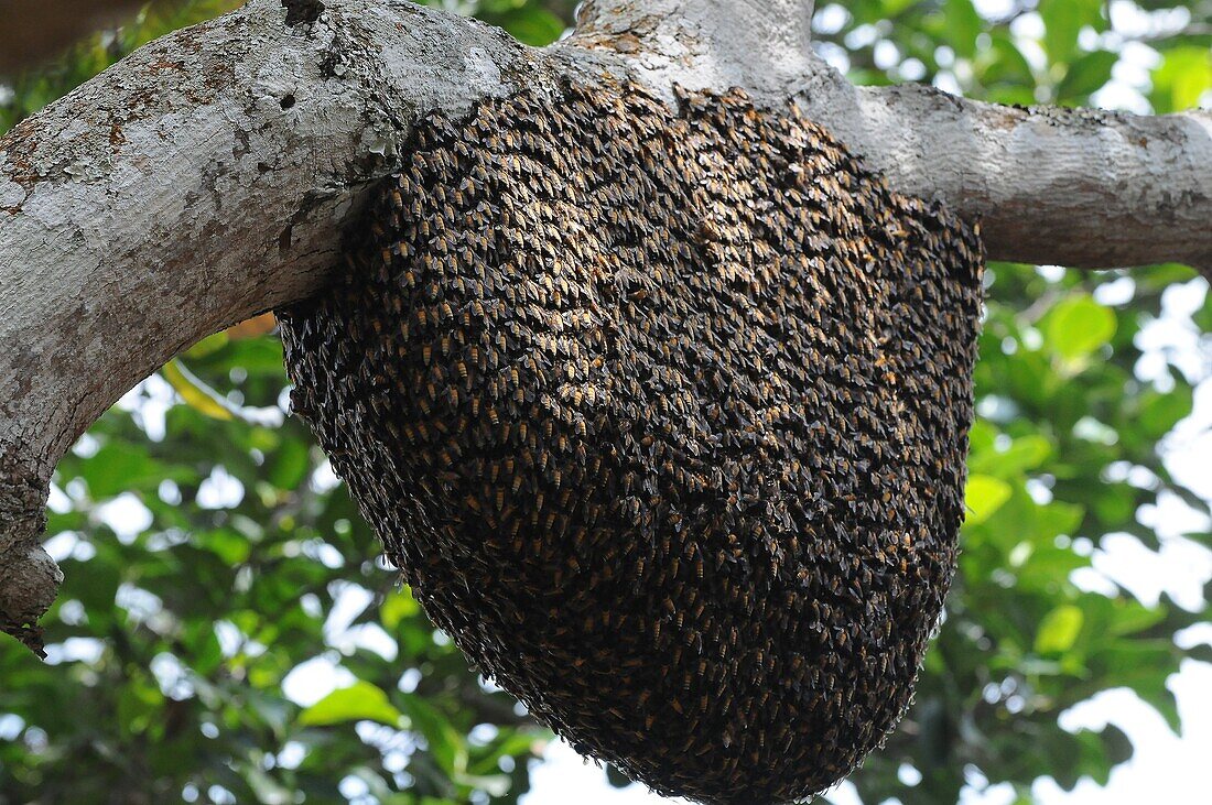 Rock bee hive (swarm), Karnataka, India, Asia