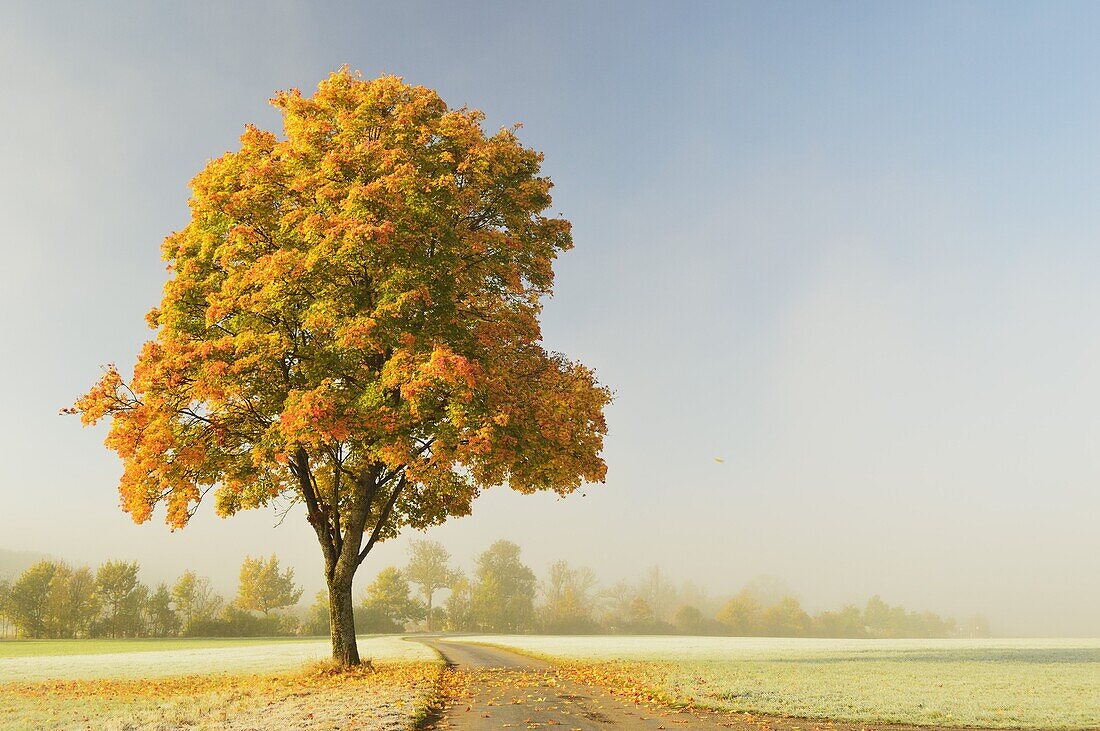 Maple tree and morning fog in autumn, near Villingen-Schwenningen, Baden-Wurttemberg, Germany, Europe