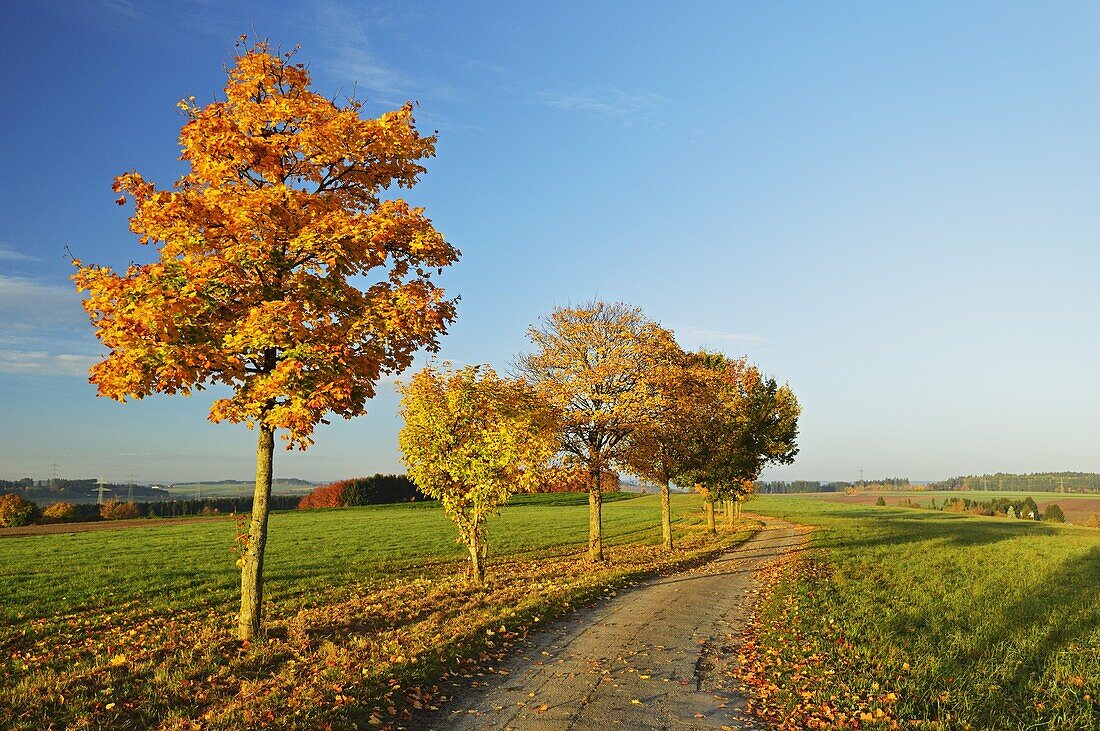 Rural autumn scene, near Villingen-Schwenningen, Black Forest, Schwarzwald-Baar, Baden-Wurttemberg, Germany, Europe