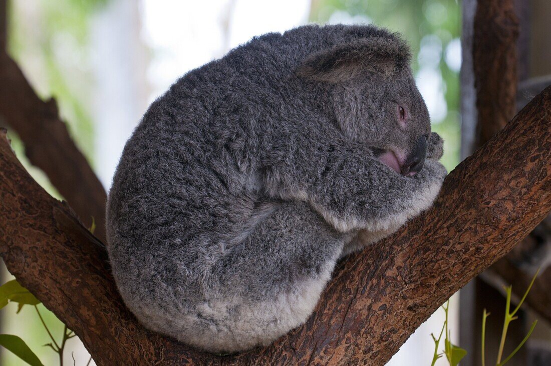 Koala (Phascolarctos cinereus) in the Townsville sanctuary, Queensland, Australia, Pacific