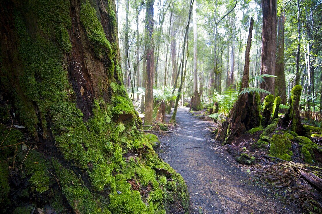 Pandani Grove Nature Trail, Mount Field National Park, Tasmania, Australia, Pacific