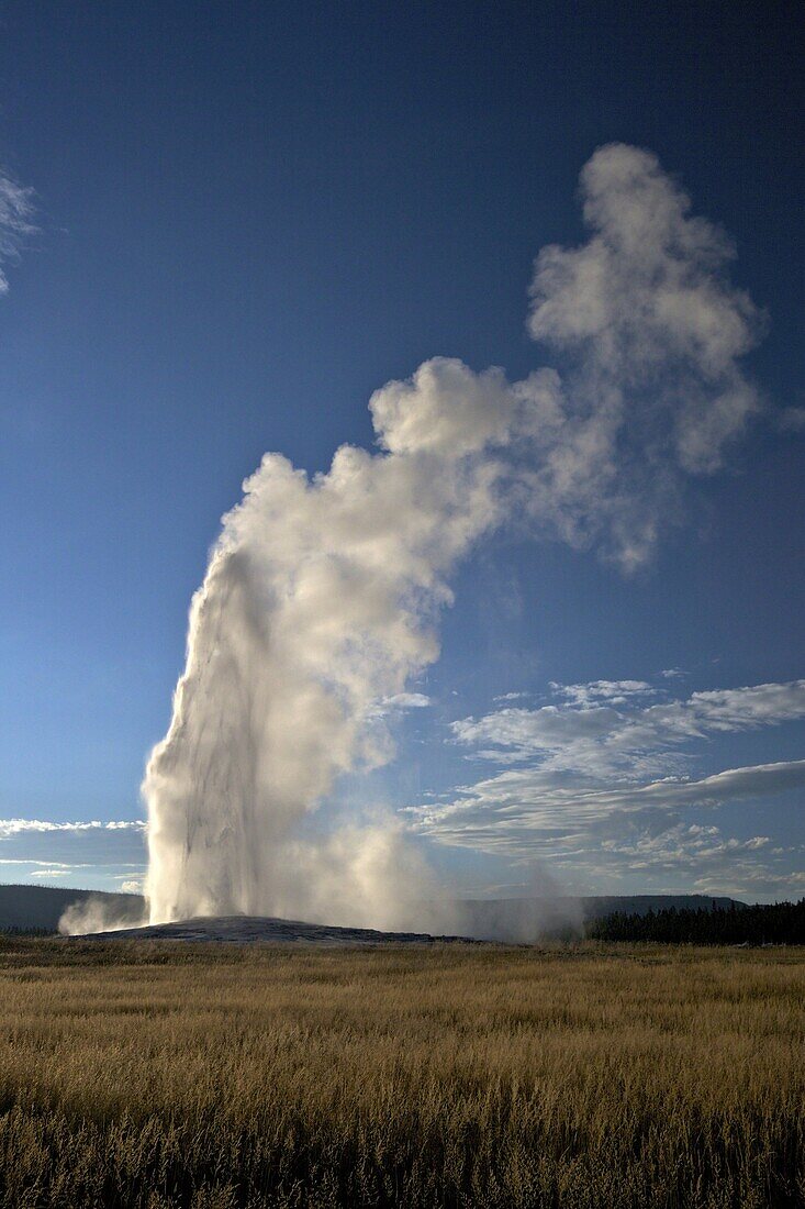 Old Faithful Geyser erupting in summer evening light, Yellowstone National Park, UNESCO World Heritage Site, Wyoming, United States of America, North America