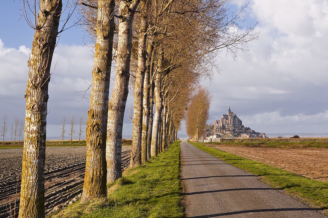 A tree lined avenue leads towards Mont Saint Michel, UNESCO World Heritage Site, Normandy, France, Europe