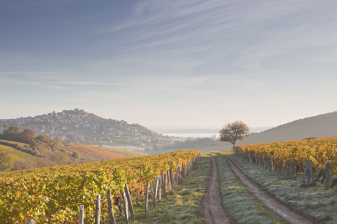 The vineyards of Sancerre draped in autumn colours, Cher, Centre, France, Europe