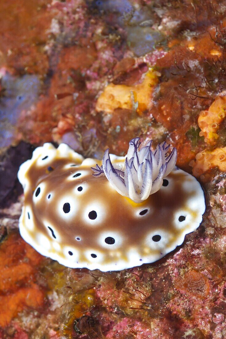 Nudibranch (Risbecia tryoni), Southern Thailand, Andaman Sea, Indian Ocean, Asia