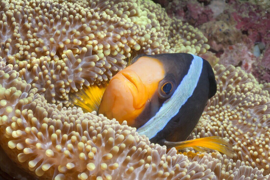 Clark's anemonefish (Amphiprion clarkii), Southern Thailand, Andaman Sea, Indian Ocean, Southeast Asia, Asia