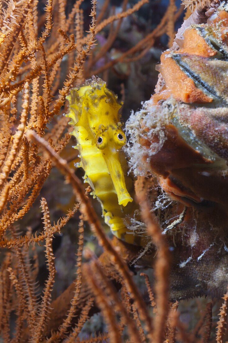 Thorny seahorse (Hippocampus hystrix), Southern Thailand, Andaman Sea, Indian Ocean, Southeast Asia, Asia