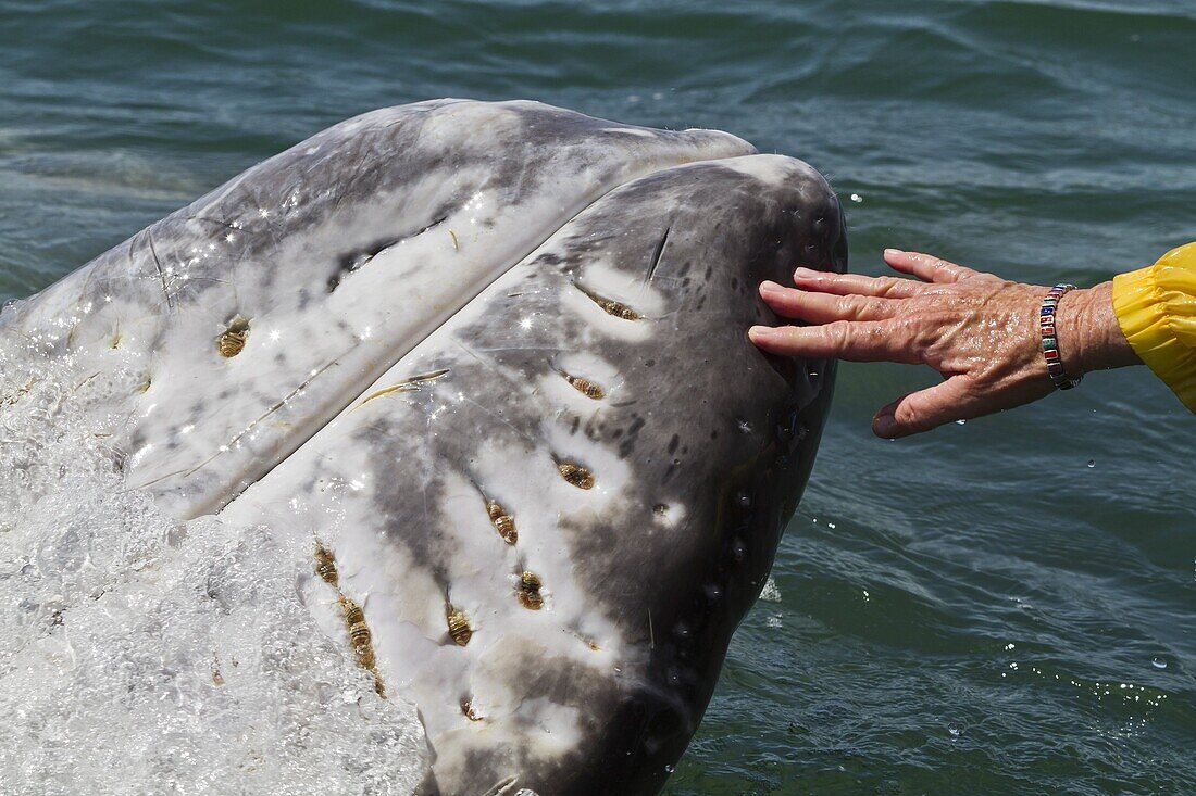 California gray whale (Eschrichtius robustus) touched by excited whale watcher, San Ignacio Lagoon, Baja California Sur, Mexico, North America