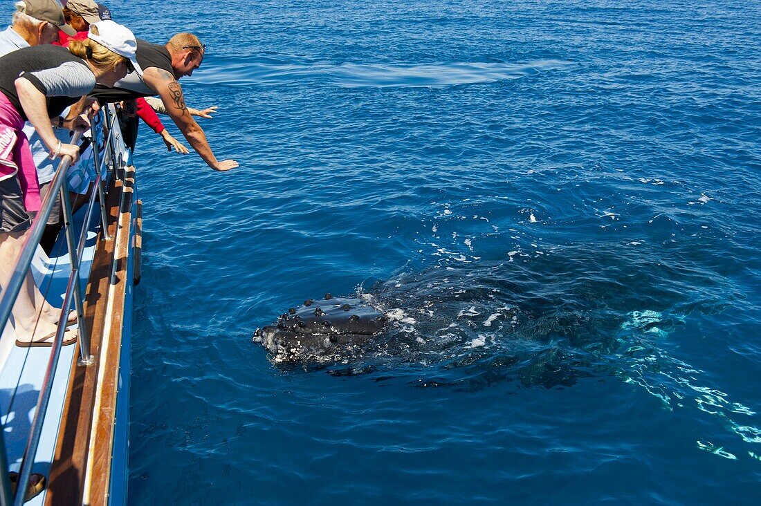 Humpback whale (Megaptera novaeangliae) watching in Harvey Bay, Queensland, Australia, Pacific