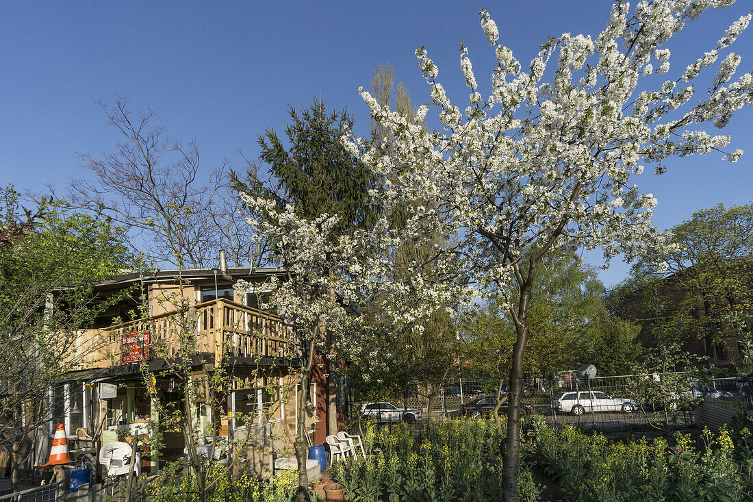 Baumhaus auf dem ehemaligen Mauerstreifen im Frühling,  Kreuzberg,  Berlin