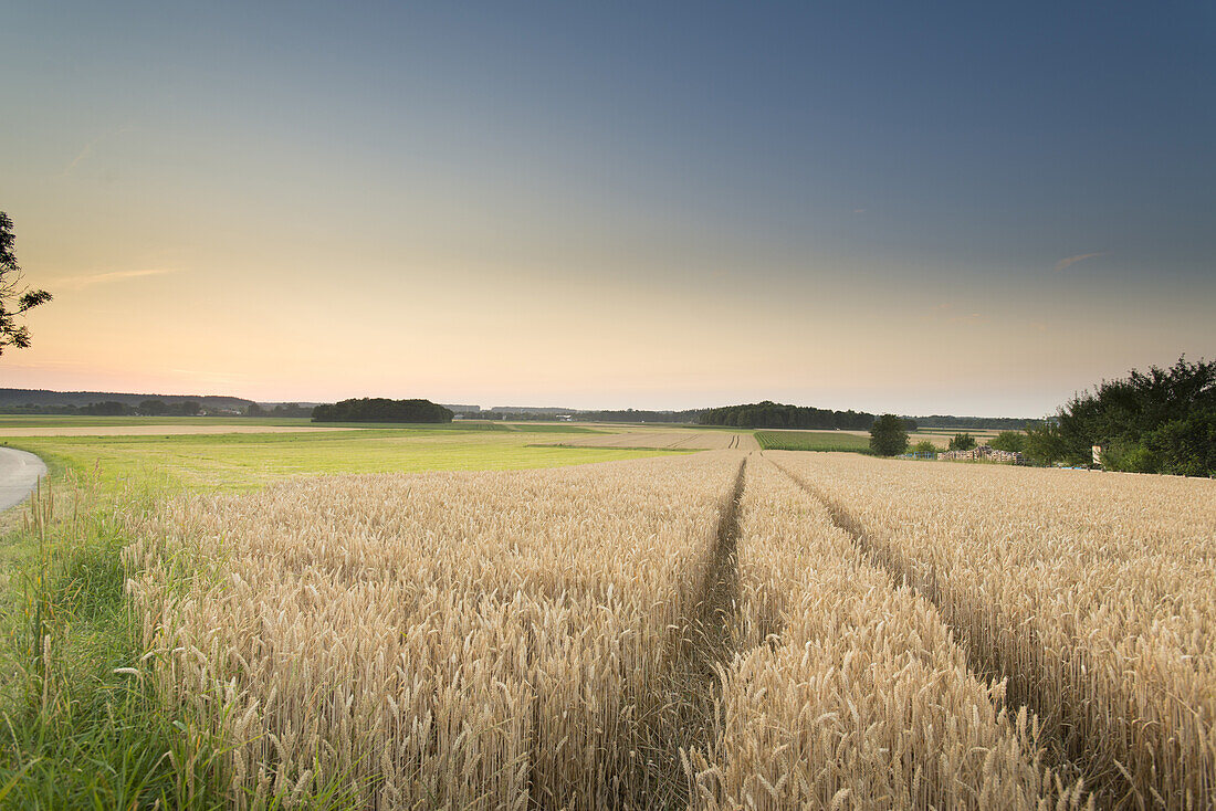 Wheat field in the evening mood, Fuerstenfeldbruck, Eichenau, Bavaria, Germany