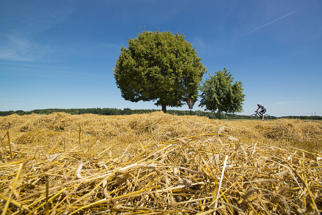Cyclist on a ride through summer fields on the outskirts of Munich. Aubing, Munich, Bavaria, Germany