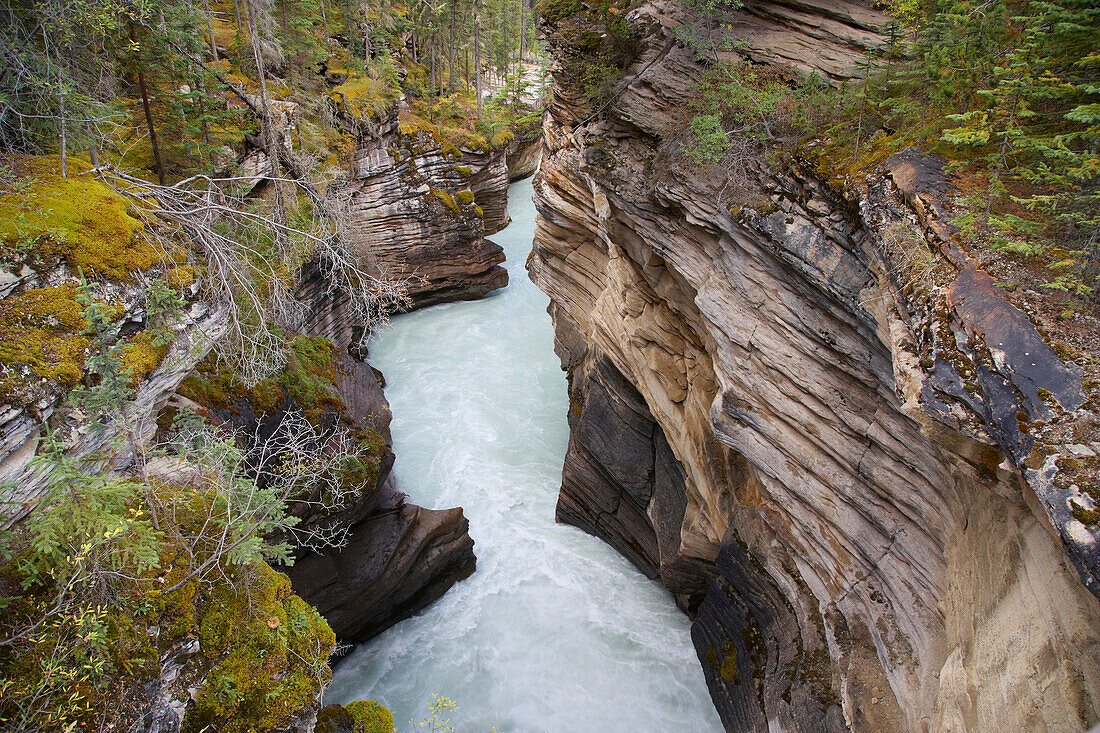 Athabasca Falls, Athabasca River, Jasper National Park, Rocky Mountains, Alberta, Canada