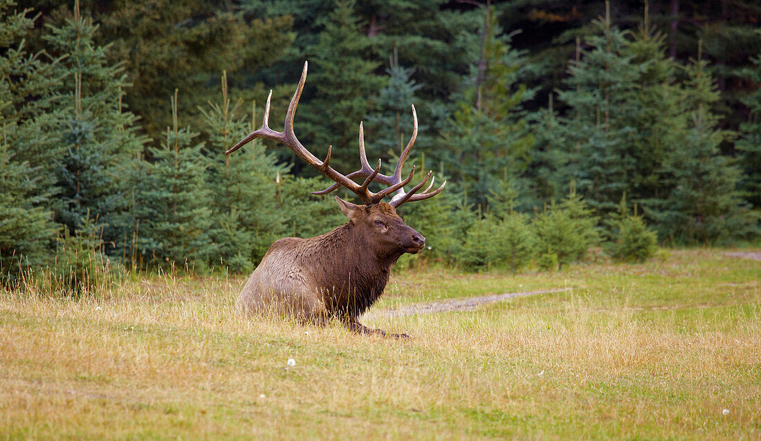 Elk in Jasper National Park, Rocky Mountains, Alberta, Canada