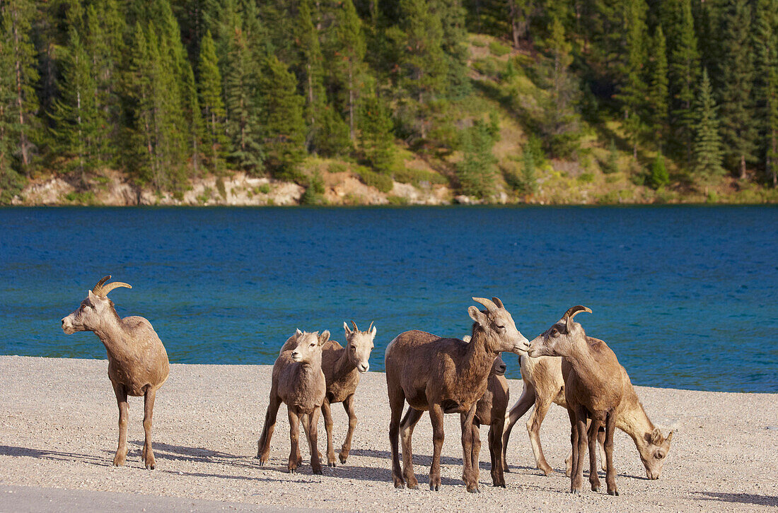 Bergziegen am Two Jack Lake, Banff National Park, Rocky Mountains, Alberta, Kanada