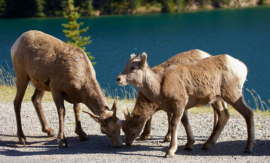 Bergziegen am Two Jack Lake, Banff National Park, Rocky Mountains, Alberta, Kanada