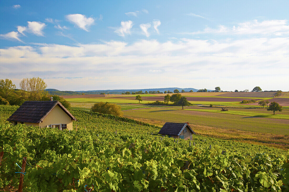 Blick vom Falkenberg, Weinlage Falkenberg in Falkenstein, Gemeinde Donnersdorf, Unterfranken, Bayern, Deutschland, Europa