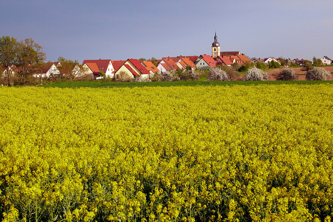 View across blossoming rape field and blooming apple-tree at Garstadt, Community of Bergrheinfeld, Spring, Unterfranken, Bavaria, Germany, Europe