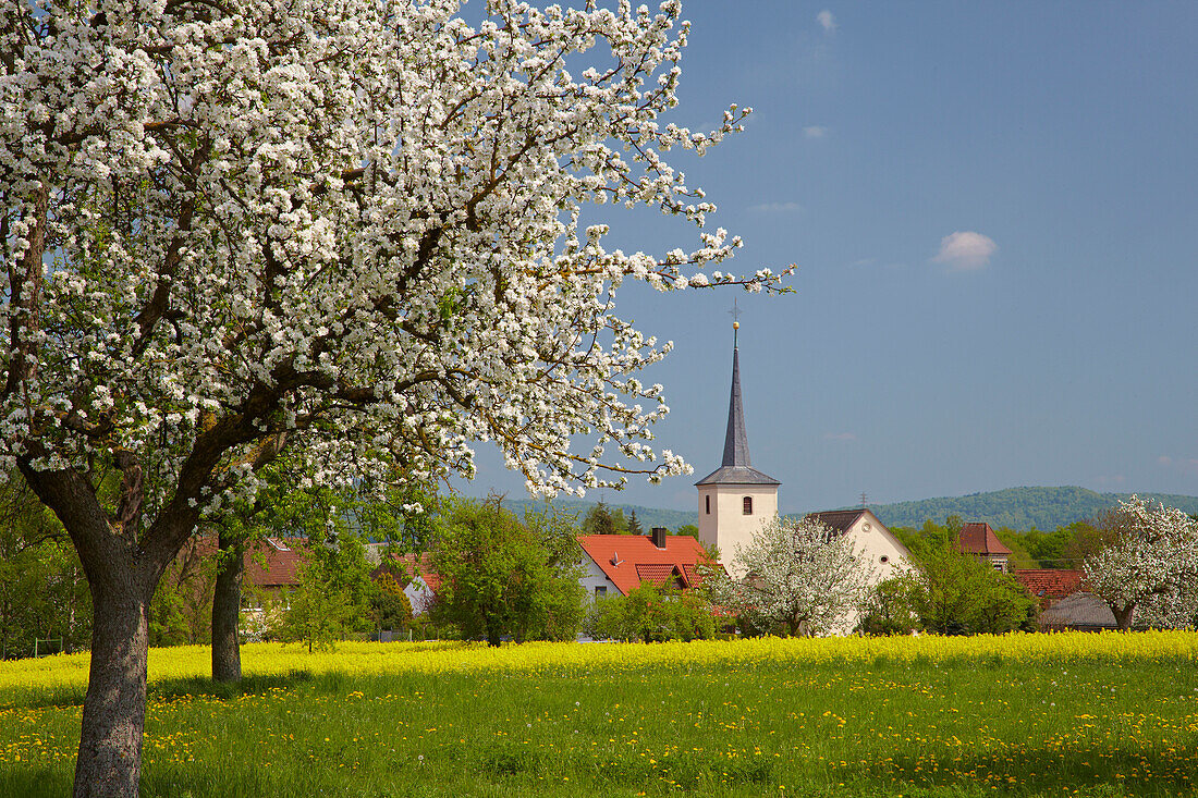 Blick auf Schallfeld - Gemeinde Lülsfeld - mit Kirche und blühendem Apfelbaum, Frühling, Unterfranken, Bayern, Deutschland, Europa