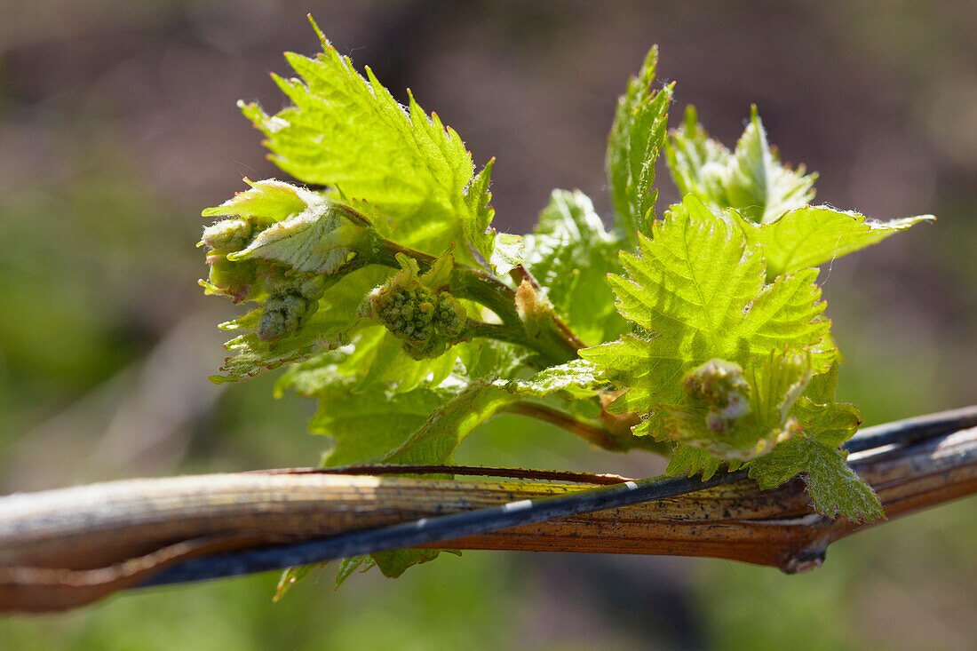 Fresh vine on the hill Hörnlein, Markt Oberschwarzach, Spring, Unterfranken, Bavaria, Germany, Europe