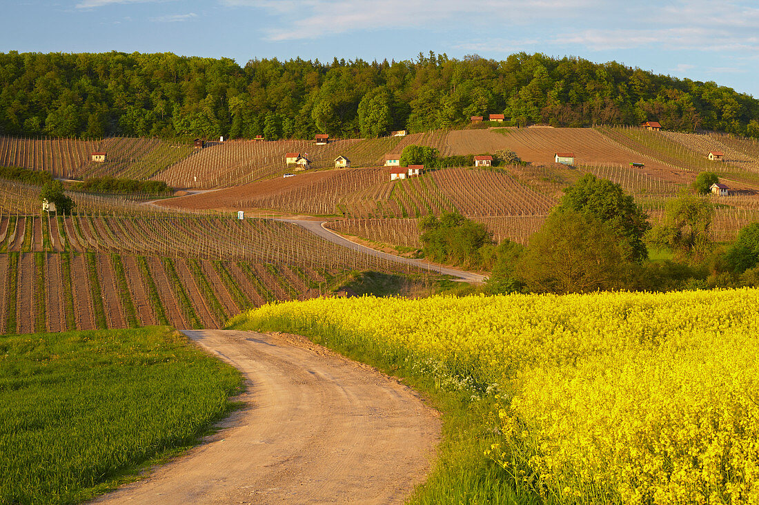 Blick über blühende Rapsfelder auf Weinbergslage Falkenberg, Falkenstein, Gemeinde Donnersdorf, Frühling, Unterfranken, Bayern, Deutschland, Europa