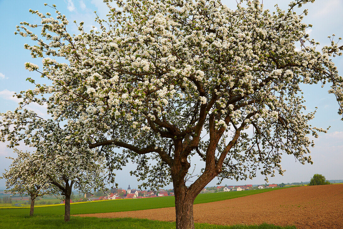 Apple tree in full blossom and Fuchsstadt, Markt Stadtlauringen, Spring, Unterfranken, Bavaria, Germany, Europe