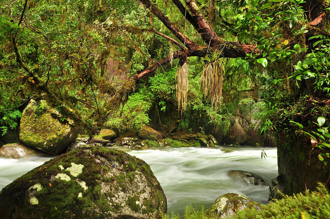 'Fluss und Vegetation im Regenwald, Tal Valle Cochamo, Región de los Lagos, Patagonien, Anden, Chile, Südamerika;'