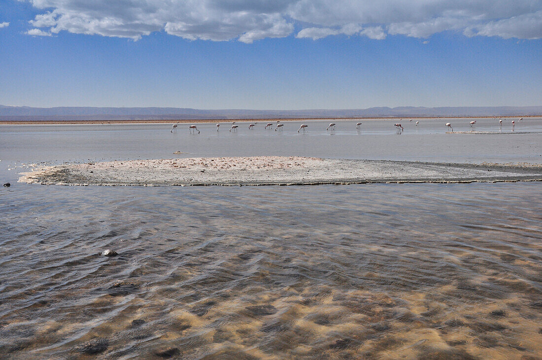 'Salzsee Salar de Atacama mit Laguna Chaxa und Andenflamingos, Phoenicoparrus andinus,  Vulkan Licancabur, San Pedro de Atacama, Atacama Wüste, Altiplano, Reserva Nacional Los Flamencos, Region de Antofagasta, Anden, Chile, Südamerika, Amerika;'